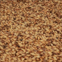 มอลต์ Castle Malting® Crystal Malt 120 EBC.